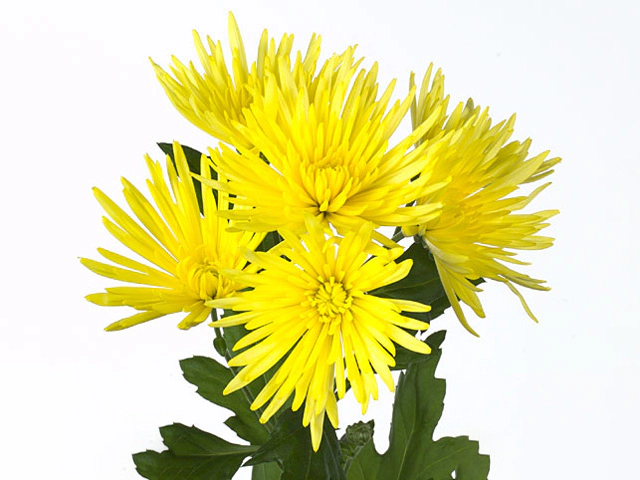 Chrysanthemum (Indicum Grp) spray Anastasia Sunny