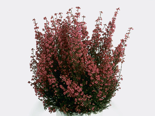 Erica carnea 'Gracilis'