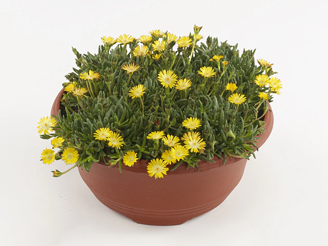 Delosperma cooperi Lido Yellow With Eye