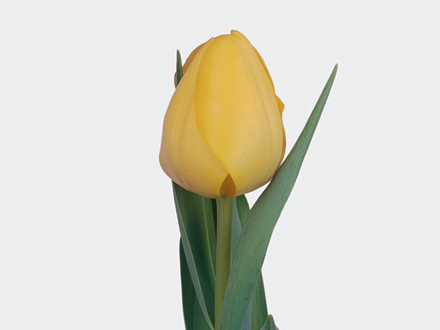 Тюльпан Триумф "Golden Brigitta"