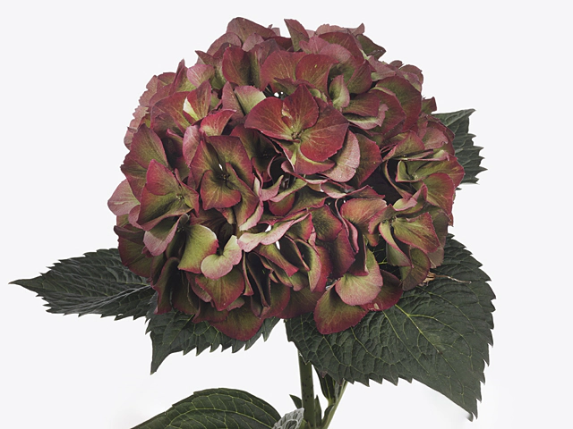 Hydrangea macrophylla Magical Sweet Ruby (classic)