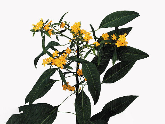 Euphorbia fulgens branched 'Cream Yellow River'