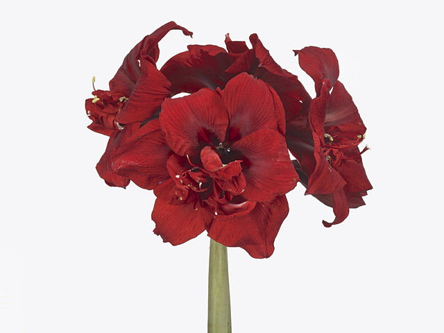 Hippeastrum (Double Galaxy Grp) 'Double Royalty'