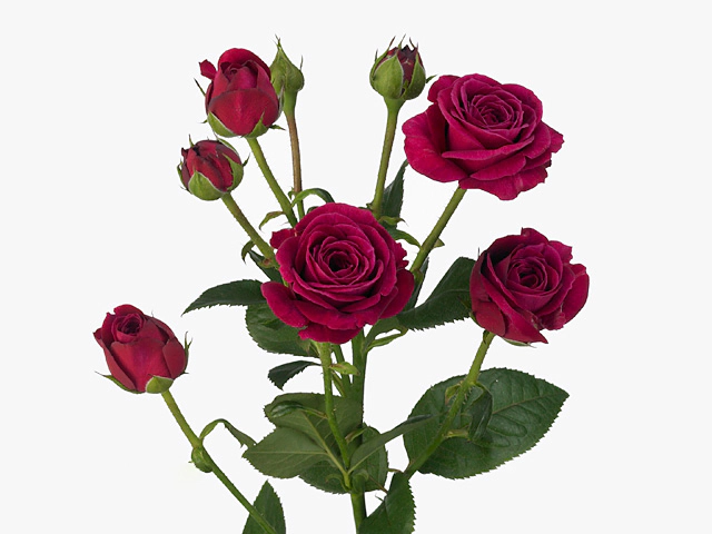 Роза спрей "Scented Air"