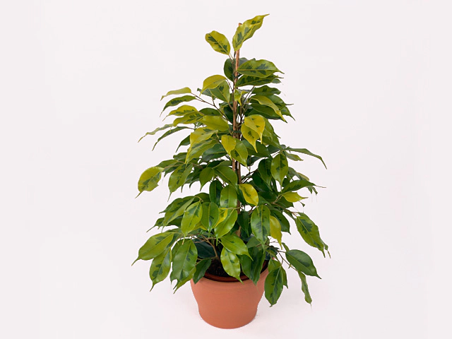 Ficus benjamina 'Regidan'