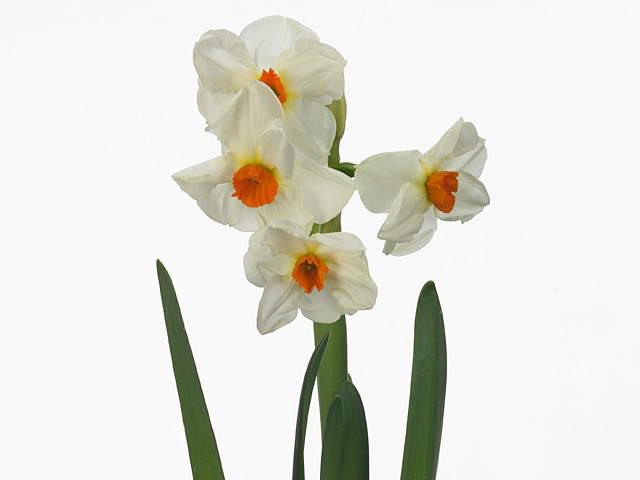 Narcissus (Tazetta Grp) 'Cragford'
