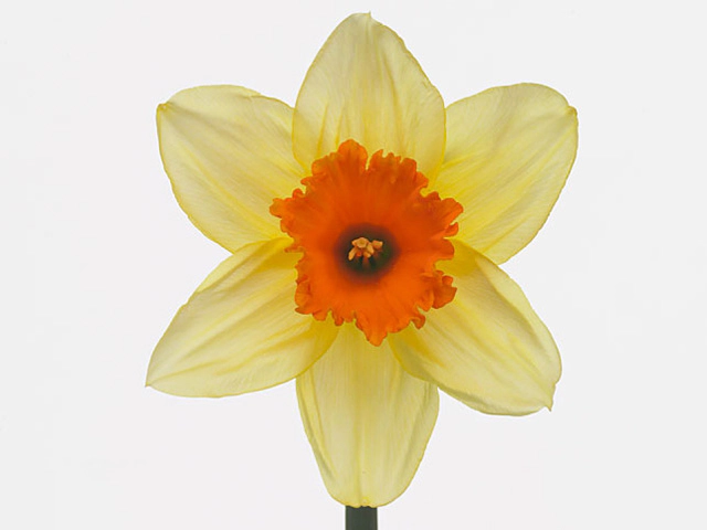 Narcissus (Large-cupped Grp) 'Fortissimo'