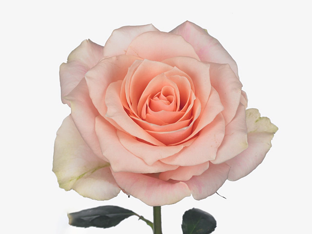 Роза крупноцветковая "Harmony in Peach"