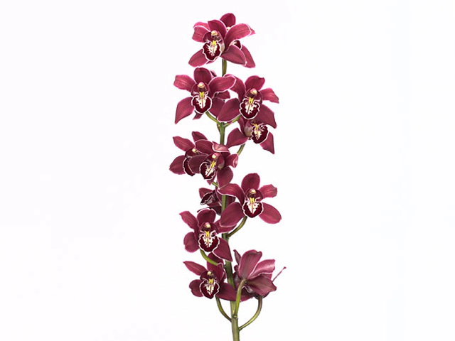 Цимбидиум крупноцветковый "Valley of Fire"