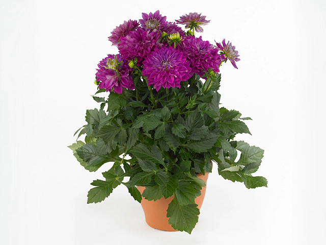 Dahlia (Decorative Grp) Dalina Maxi Cadena