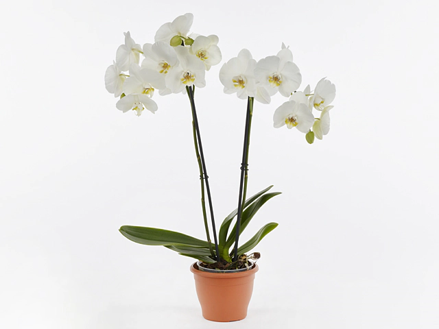 Phalaenopsis Anthura Nottingham