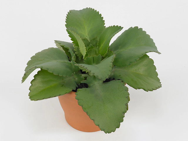 Kalanchoe daigremontiana