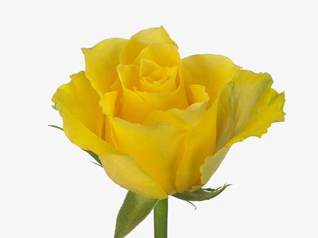 Роза крупноцветковая "Dimu+"
