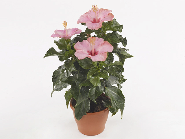 Hibiscus rosa-sinensis 'Jersey'