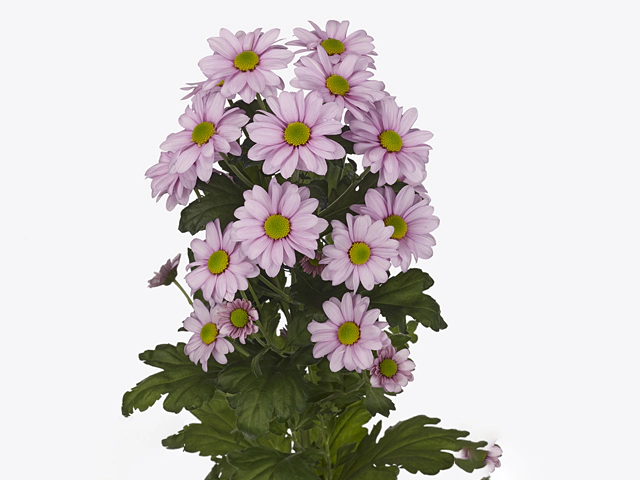 Chrysanthemum (Indicum Grp) spray Memphis Rosy
