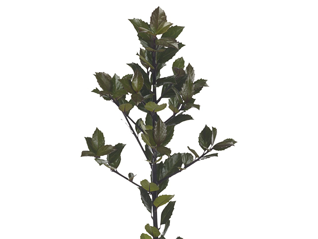 Ilex (leaf) x meserveae Heckenblau