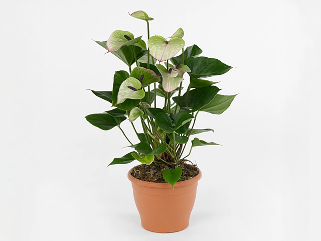 Anthurium (Andreanum Grp) Romance Imp