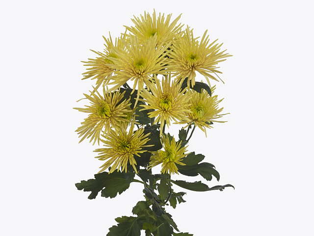 Chrysanthemum (Indicum Grp) spray Capriool Autumn