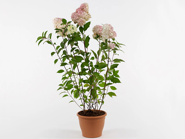 Hydrangea paniculata Vanille-Frais