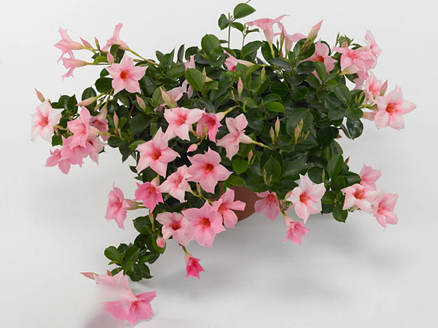 Mandevilla Sundaville Cream Pink