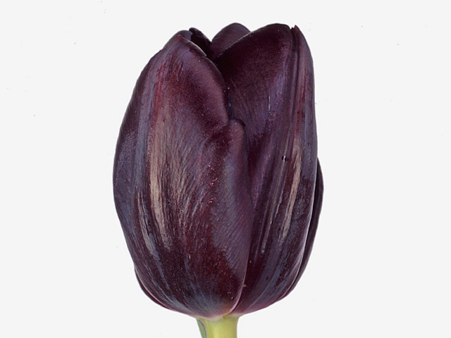 Tulipa (Triumph Grp) 'Blackjack'