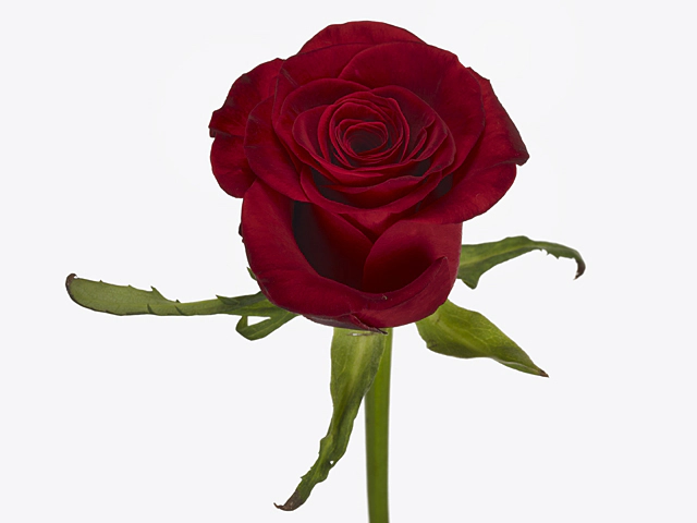 Роза крупноцветковая "Red Rock"
