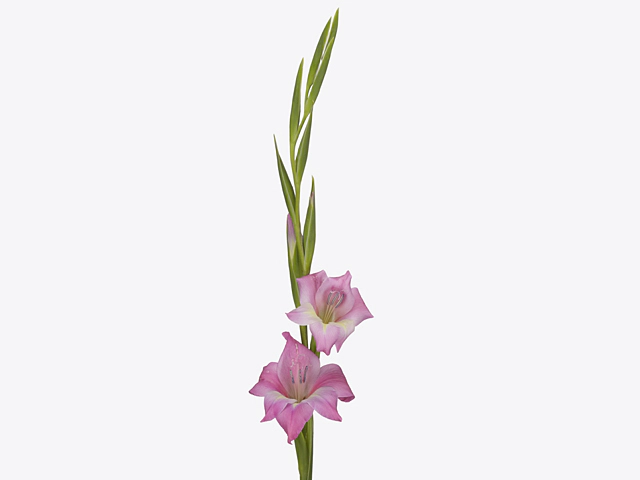 Gladiolus tubergenii 'Charm'