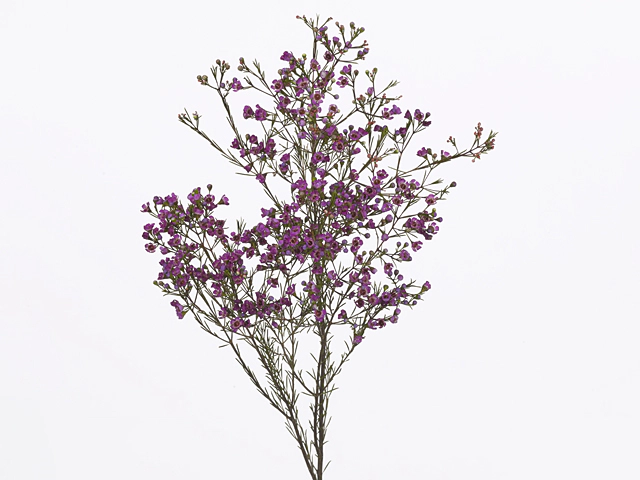 Chamelaucium uncinatum 'Purple Star'
