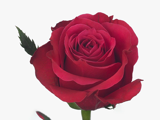 Роза крупноцветковая "Comma"