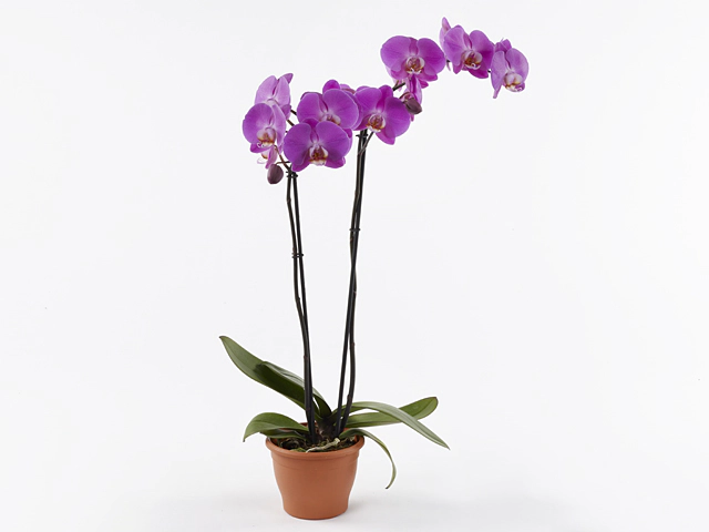 Phalaenopsis Anthura Portland