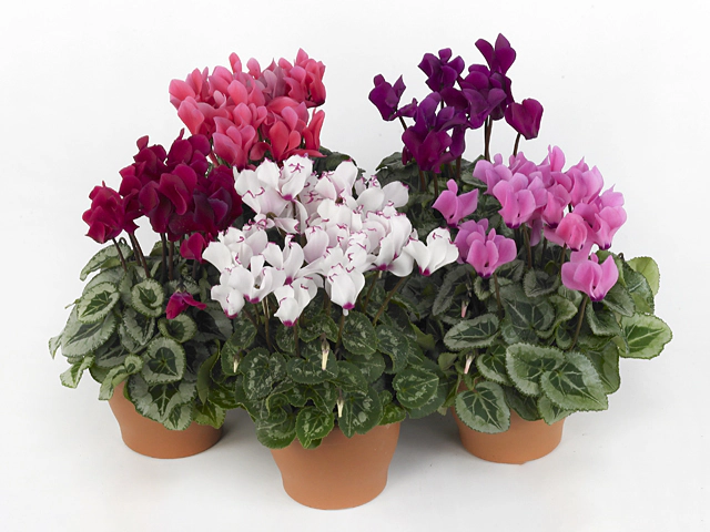 Cyclamen persicum small flowered Metis Outstanding Decora