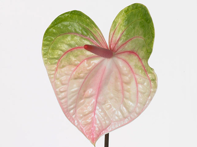 where can i buy a fiddle leaf fig plant Fiddle Leaf Fig Potted Houseplant