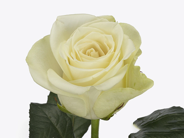 Роза крупноцветковая "Snowstorm+"