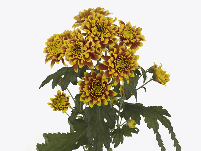 Chrysanthemum (Indicum Grp) spray Puschkin