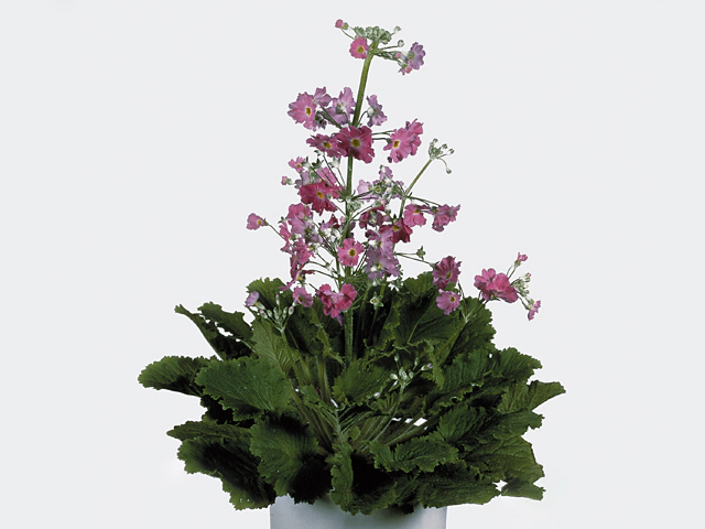 Primula malacoides