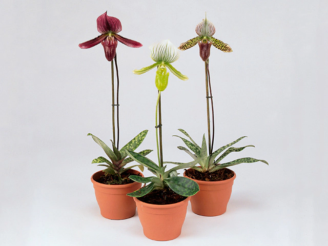 Paphiopedilum Maudiae mixed