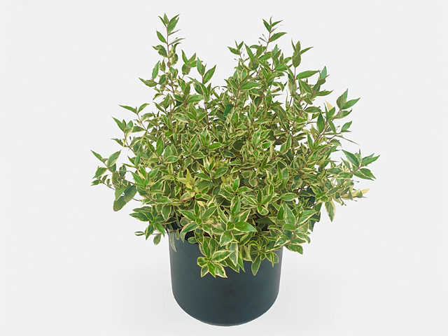 Myrtus communis 'Variegata'