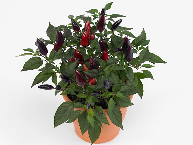 Capsicum annuum 'Acapulco Purple'