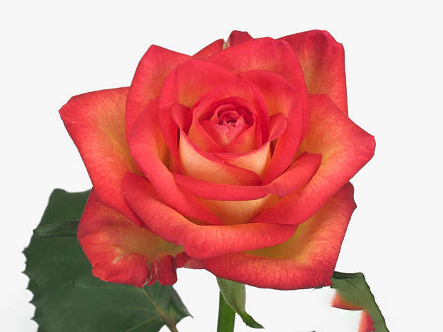 Роза крупноцветковая "Misano+"