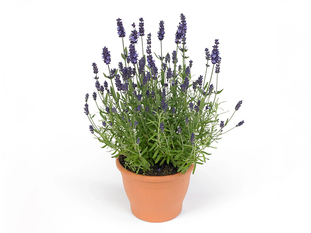 Lavandula angustifolia 'Adoree Blue'