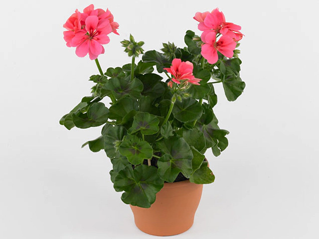 Pelargonium (Peltatum Grp) Toscana Sil Rebecca