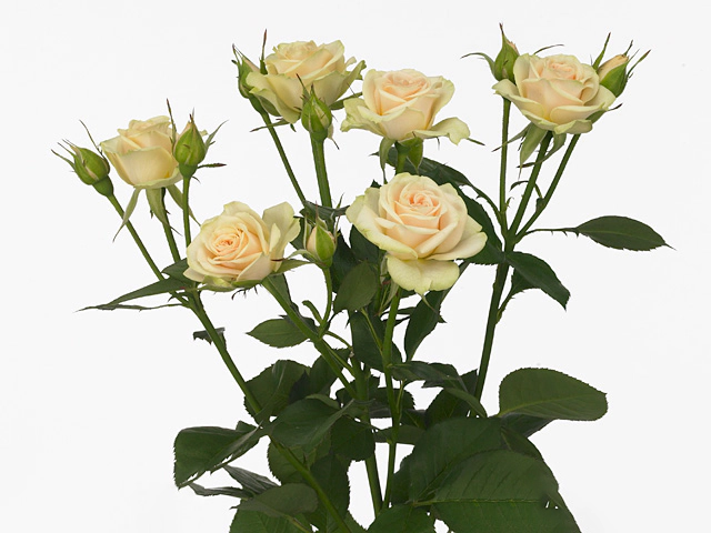 Роза спрей "Jelena"