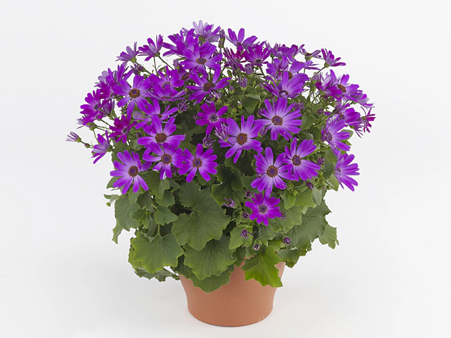 Pericallis (Cruentus Grp) Senetti Pink