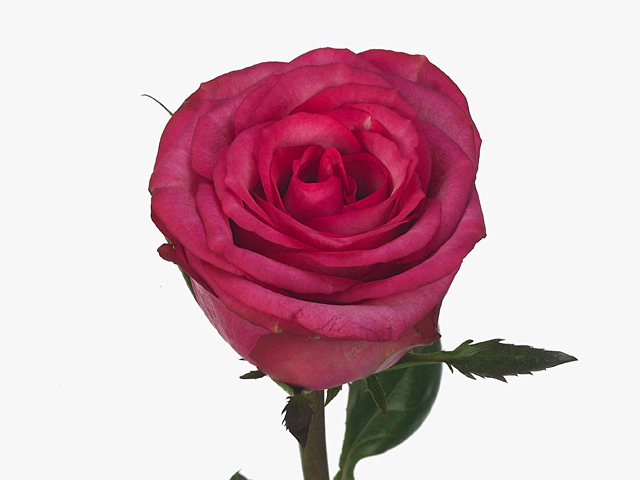 Роза крупноцветковая "Isadora"
