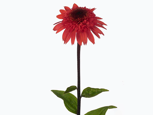 Echinacea 'Raspberry Truffle'