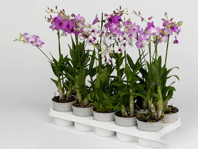 Dendrobium Compactum Dancingflora mixed