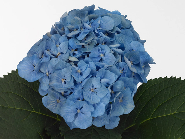 Гортензия крупнолистная "Margarita" (blue)