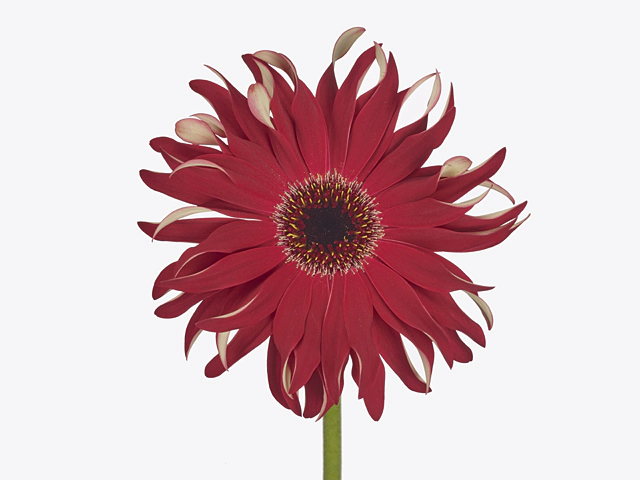 Gerbera large flowered curl-shaped Gerpasta Fire