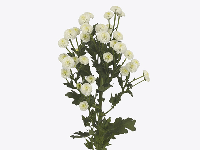 Chrysanthemum (Indicum Grp) spray santini 'Deksioma White'