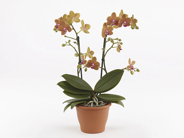 Phalaenopsis Multifloratypes 'Paprika'